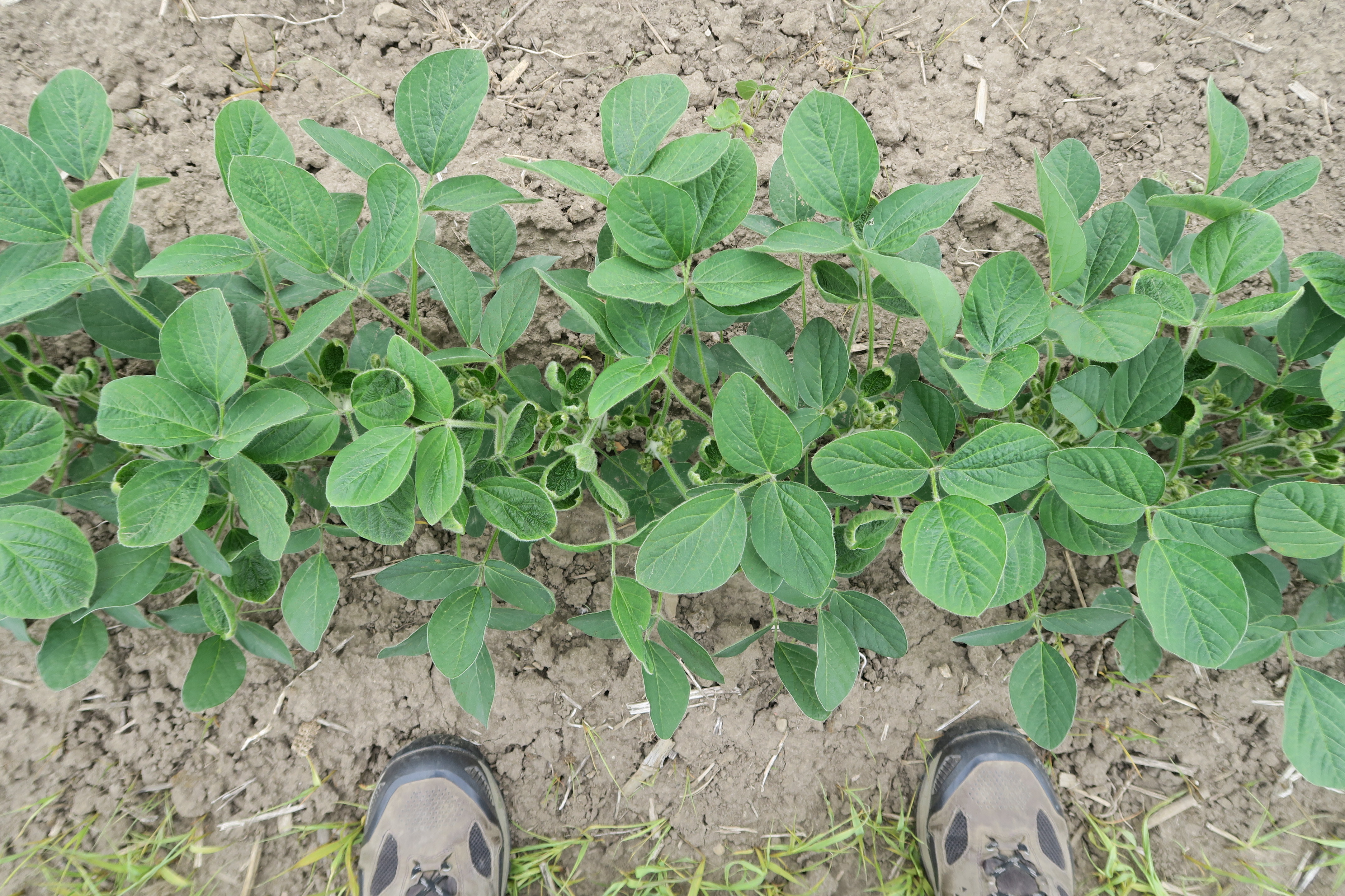 Thorndale Ontario 2022 demonstration plot