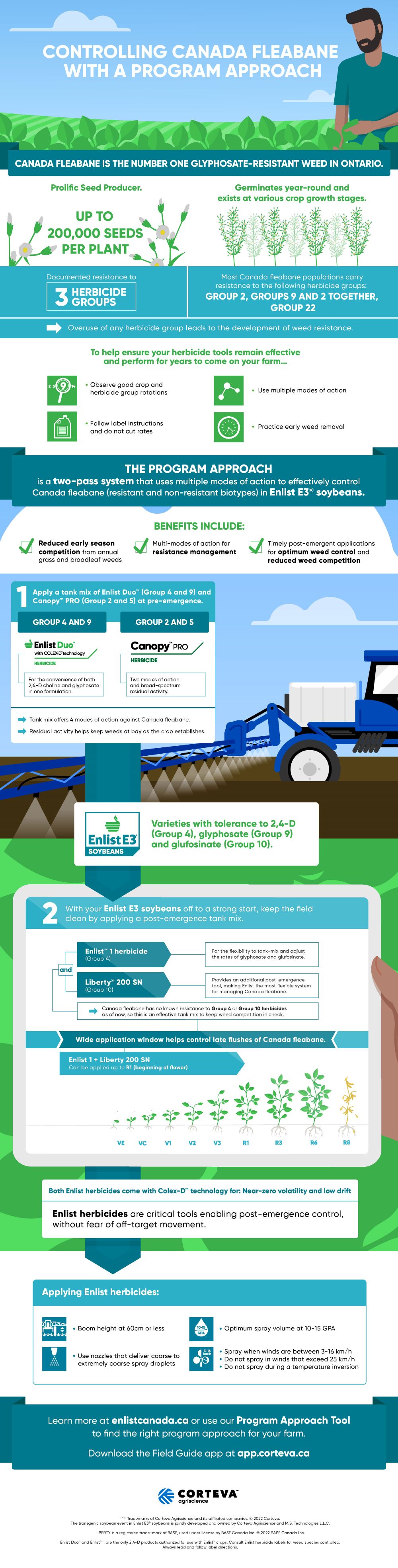 Canada fleabane infographic