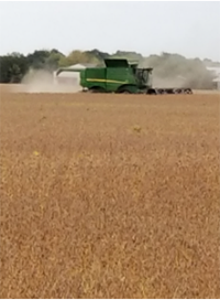 soybean harvest combine