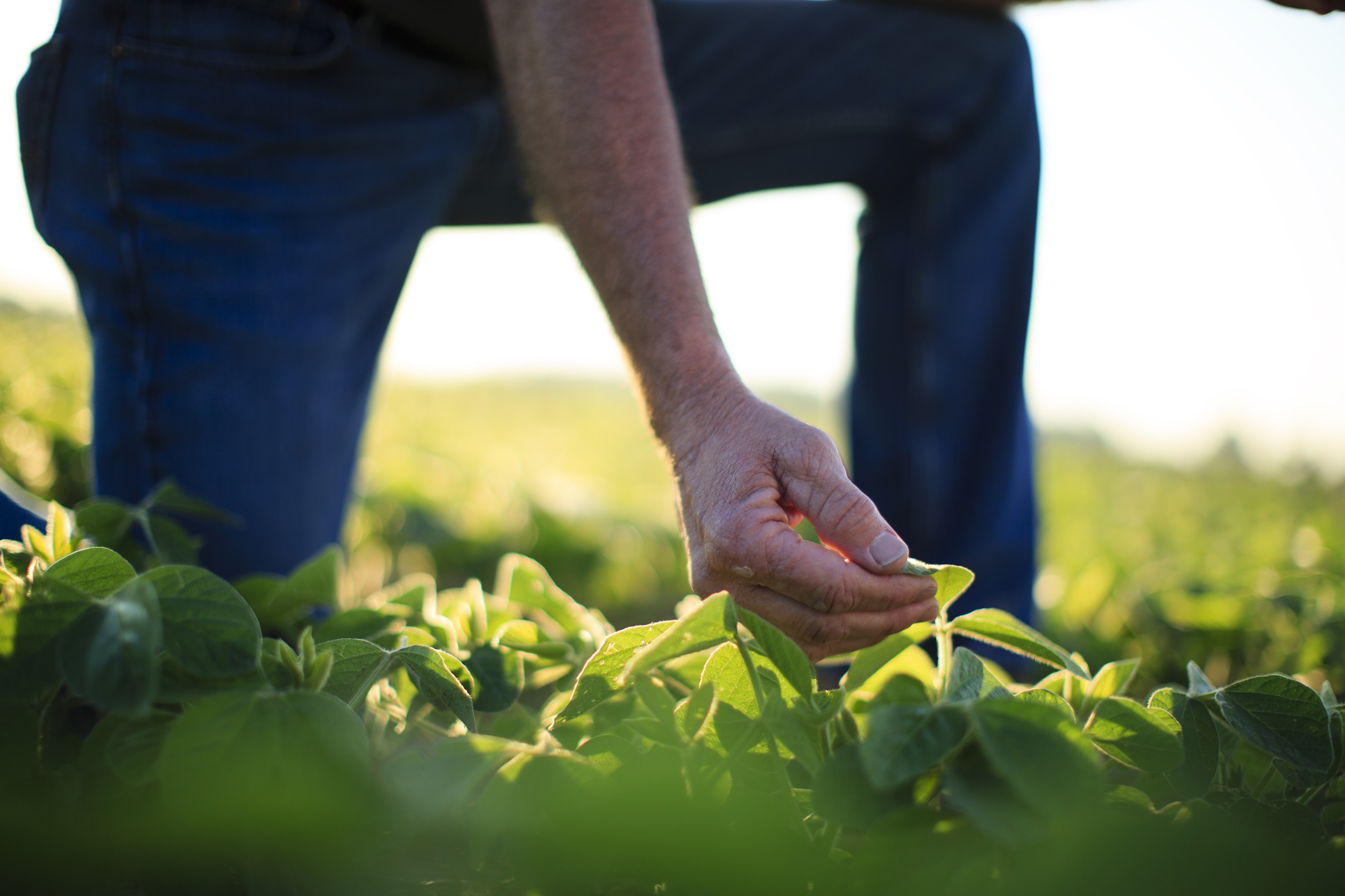 Closeup of farmer examining crops